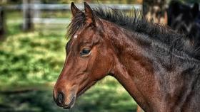 Учёные узнали о пользе длительного разведения жеребят с матерью